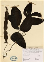 藏品(血藤)的圖片